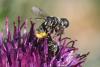 Heriades sp.
